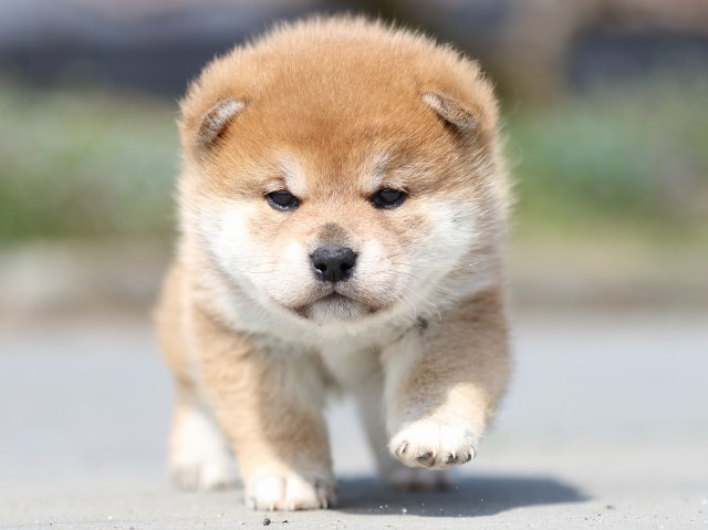 FP5A5262-puppy FP5A5262-puppy