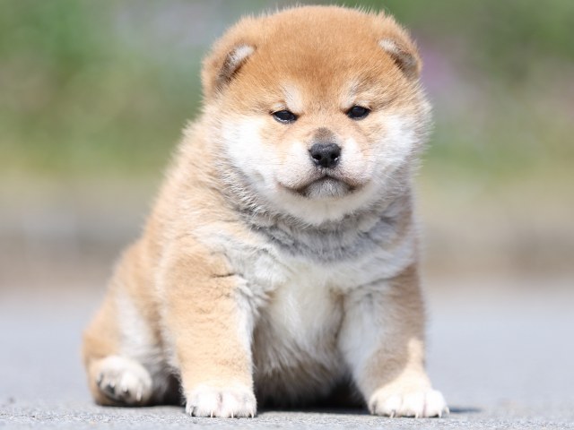 FP5A5295-puppy FP5A5295-puppy
