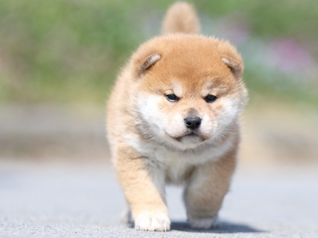 FP5A5306-puppy FP5A5306-puppy