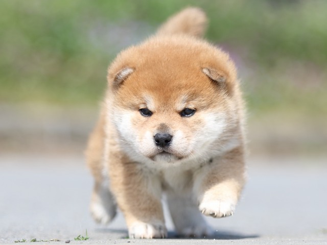 FP5A5320-puppy FP5A5320-puppy