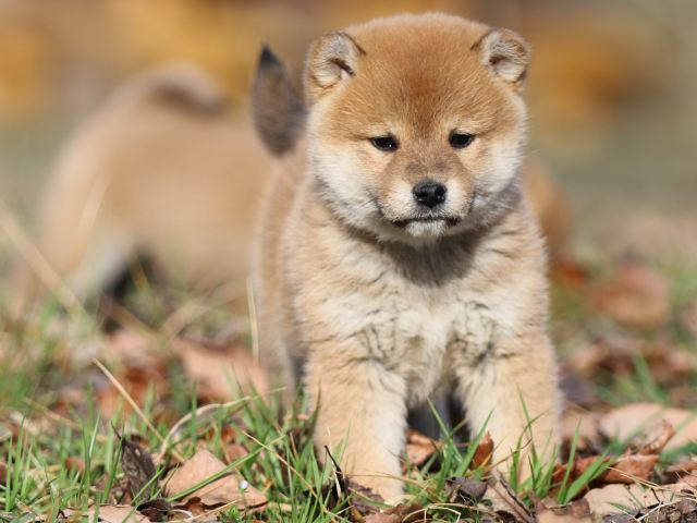 FP5A5422-puppy FP5A5422-puppy