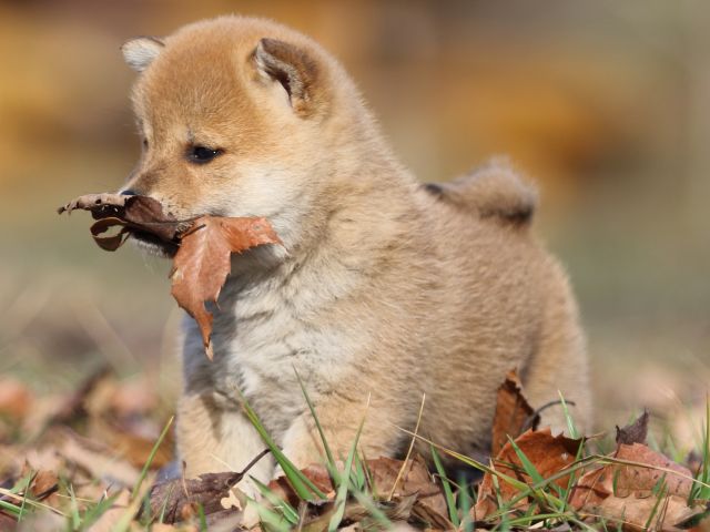 FP5A5427-puppy FP5A5427-puppy