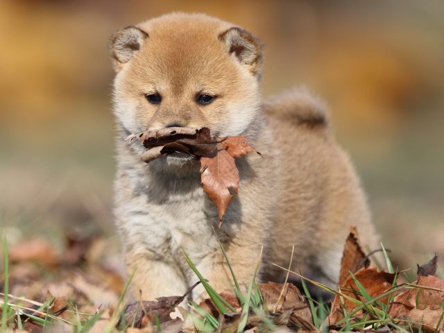 FP5A5437-puppy FP5A5437-puppy