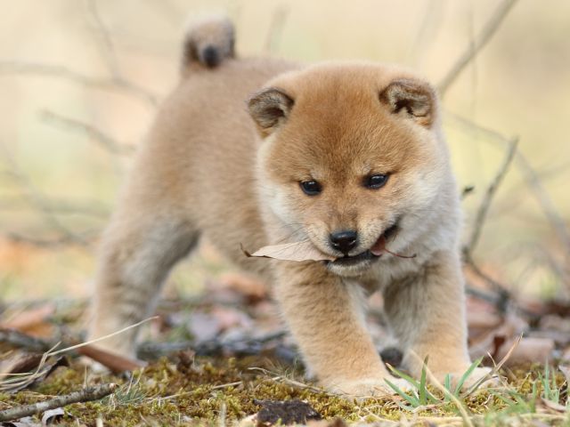 FP5A5454-puppy FP5A5454-puppy