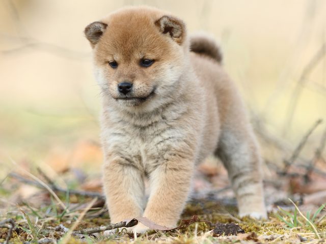 FP5A5474-puppy FP5A5474-puppy