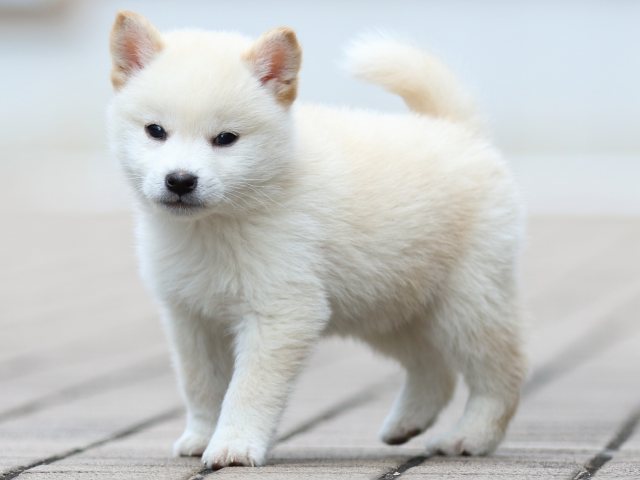 飼い主様決定の子犬 ID2819白オス | 【柴犬.net】柴犬専門