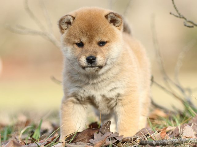 FP5A5527-puppy FP5A5527-puppy