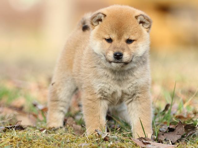 FP5A5567-puppy FP5A5567-puppy