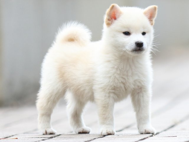 FP5A5594-puppy FP5A5594-puppy