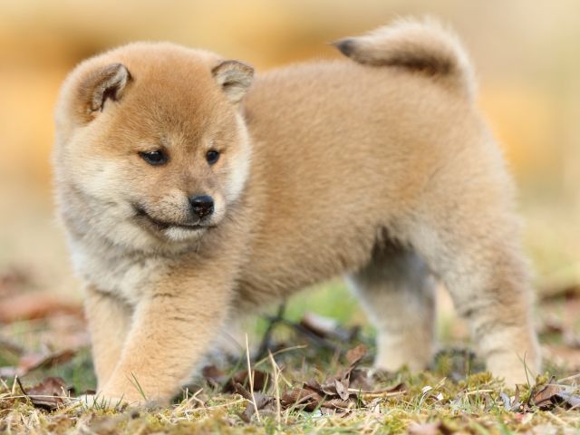 FP5A5594-puppy FP5A5594-puppy