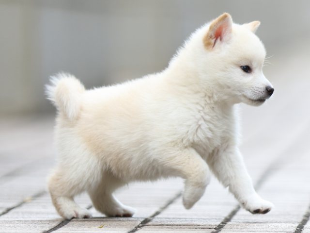 FP5A5603-puppy FP5A5603-puppy
