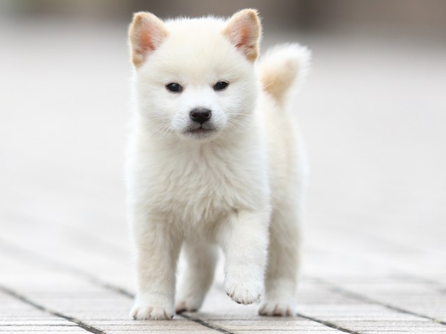 FP5A5608-puppy FP5A5608-puppy