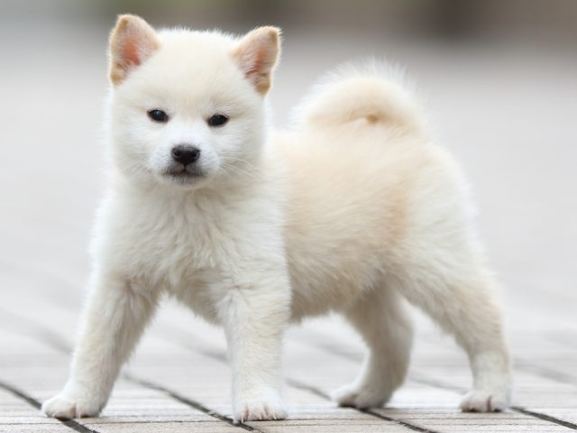 FP5A5616-puppy FP5A5616-puppy
