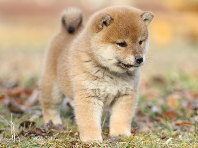 FP5A5623-puppy FP5A5623-puppy