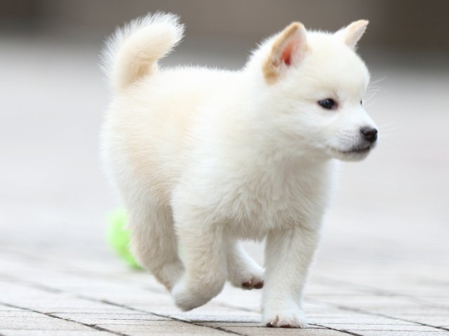 FP5A5627-puppy FP5A5627-puppy