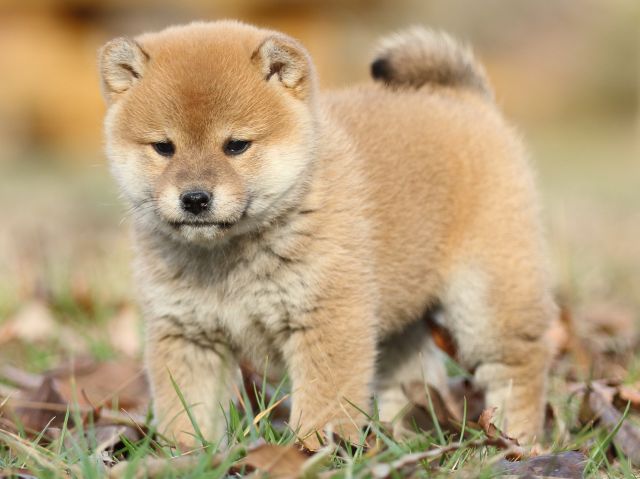 FP5A5638-puppy FP5A5638-puppy