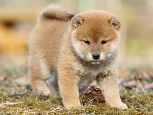 FP5A5666-puppy FP5A5666-puppy