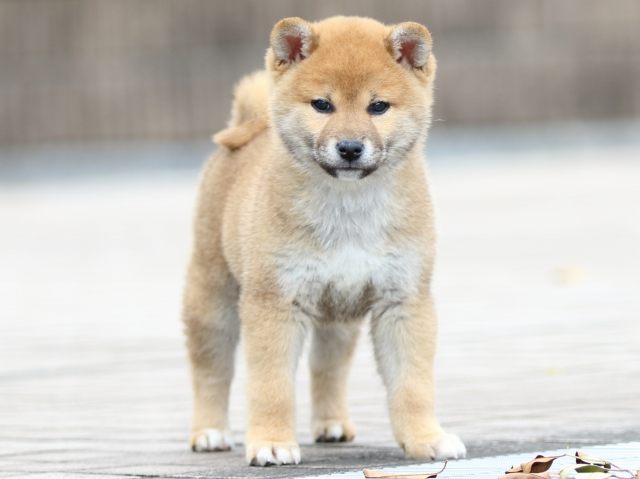 FP5A5669-puppy FP5A5669-puppy