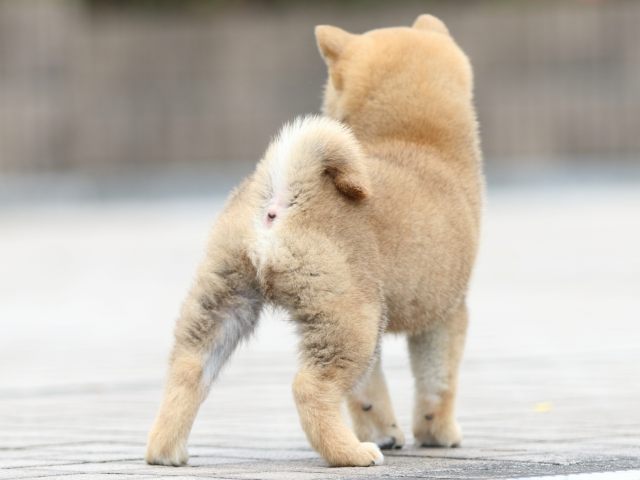 FP5A5675-puppy FP5A5675-puppy