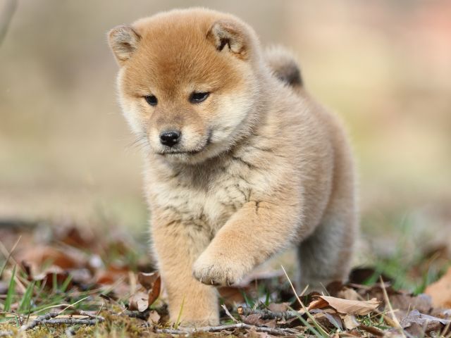 FP5A5681-puppy FP5A5681-puppy