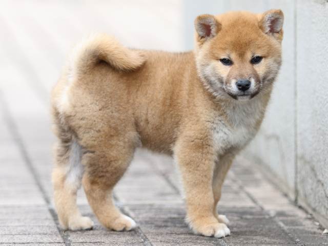 FP5A5693-puppy FP5A5693-puppy