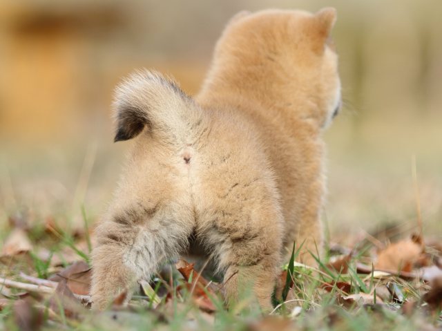 FP5A5696-puppy FP5A5696-puppy