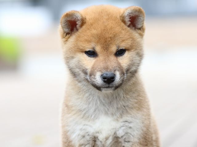 FP5A5720-puppy FP5A5720-puppy