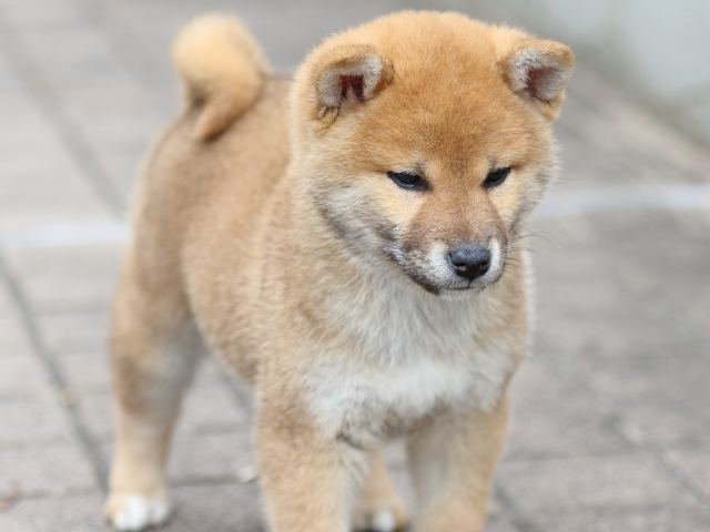 FP5A5725-puppy FP5A5725-puppy