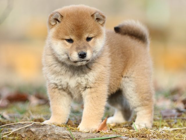FP5A5727-puppy FP5A5727-puppy