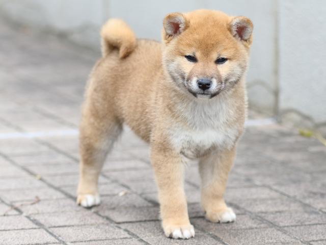 FP5A5733-puppy FP5A5733-puppy