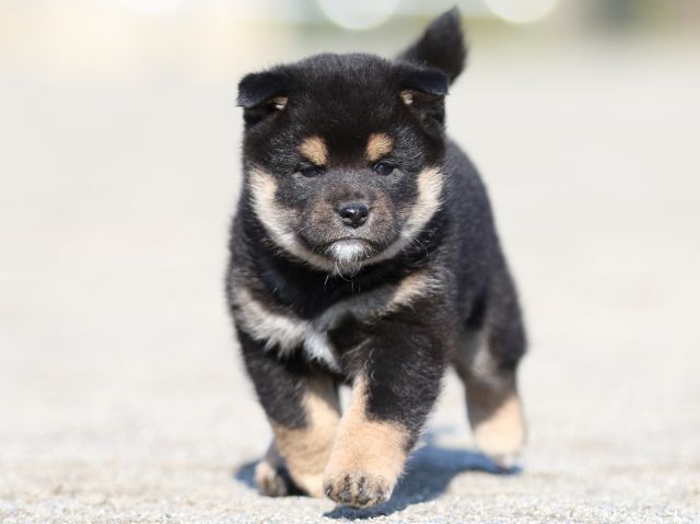 FP5A5997-puppy FP5A5997-puppy