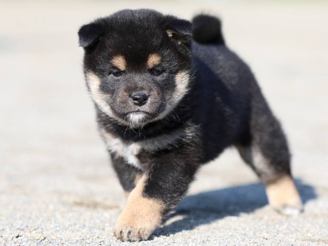 FP5A6008-puppy FP5A6008-puppy