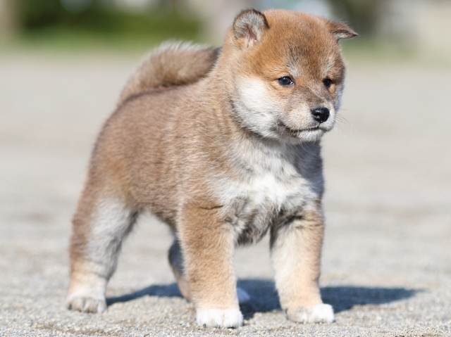 FP5A6024-puppy FP5A6024-puppy