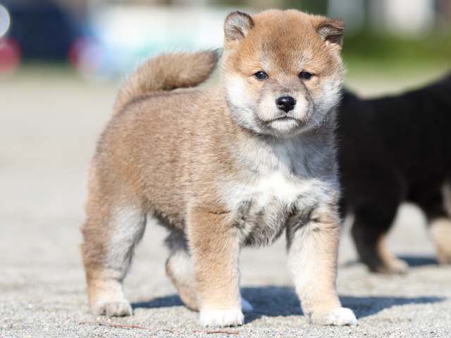 FP5A6045-puppy FP5A6045-puppy