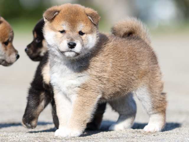 FP5A6078-puppy FP5A6078-puppy