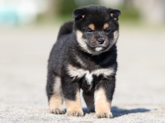 FP5A6083-puppy FP5A6083-puppy