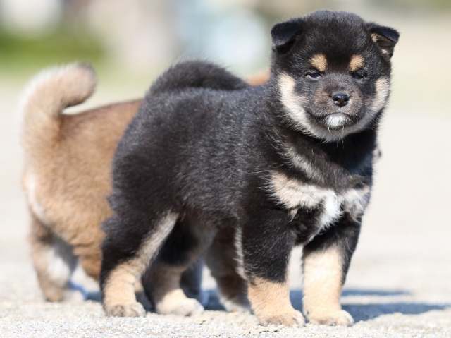 FP5A6096-puppy FP5A6096-puppy