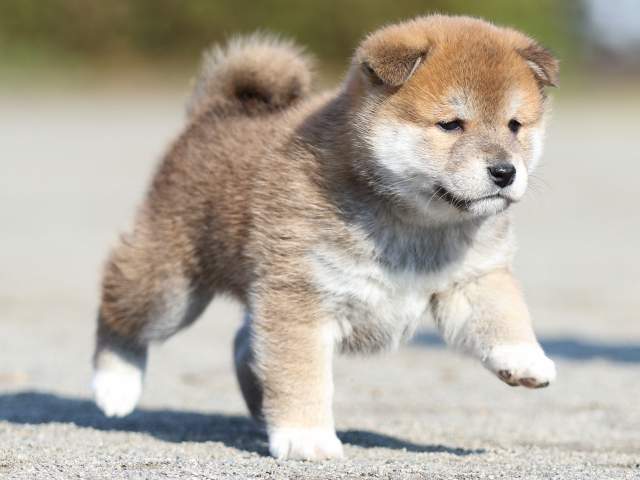 FP5A6144-puppy FP5A6144-puppy