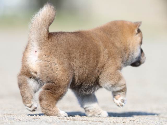 FP5A6193-puppy FP5A6193-puppy