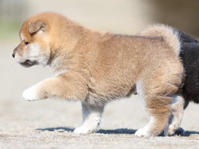 FP5A6199-puppy FP5A6199-puppy