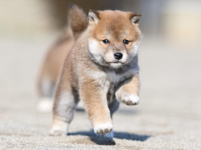 FP5A6214-puppy FP5A6214-puppy
