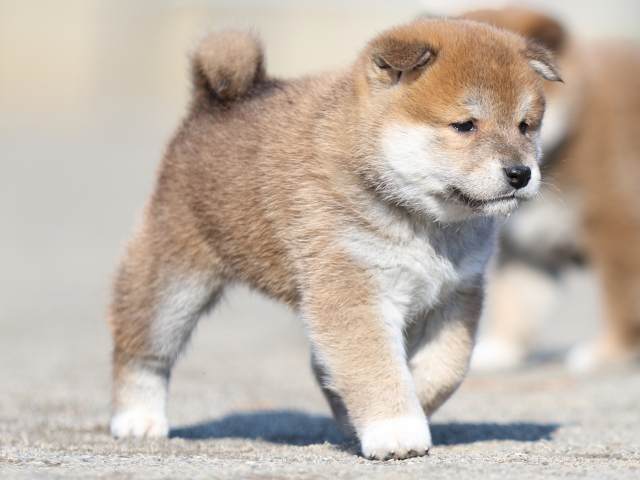 FP5A6344-puppy FP5A6344-puppy
