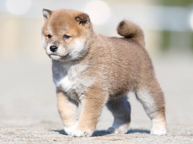 FP5A6359-puppy FP5A6359-puppy