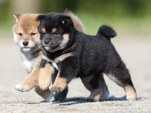 FP5A6376-puppy FP5A6376-puppy