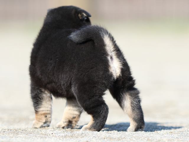 FP5A6405-puppy FP5A6405-puppy