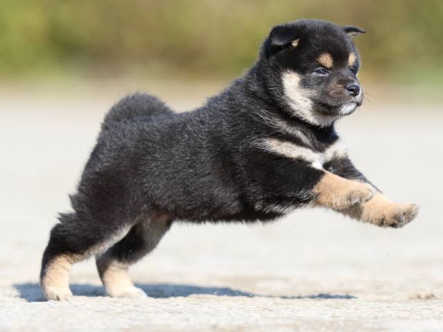 FP5A6425-puppy FP5A6425-puppy