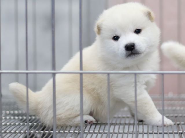 FP5A6879-puppy FP5A6879-puppy