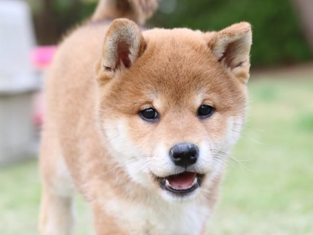 FP5A6894-puppy FP5A6894-puppy