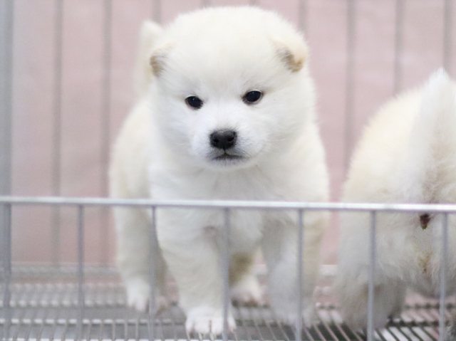 FP5A6917-puppy FP5A6917-puppy