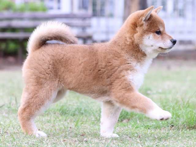 FP5A6926-puppy FP5A6926-puppy